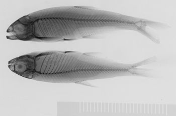 Media type: image;   Ichthyology 29909 Aspect: lateral xray